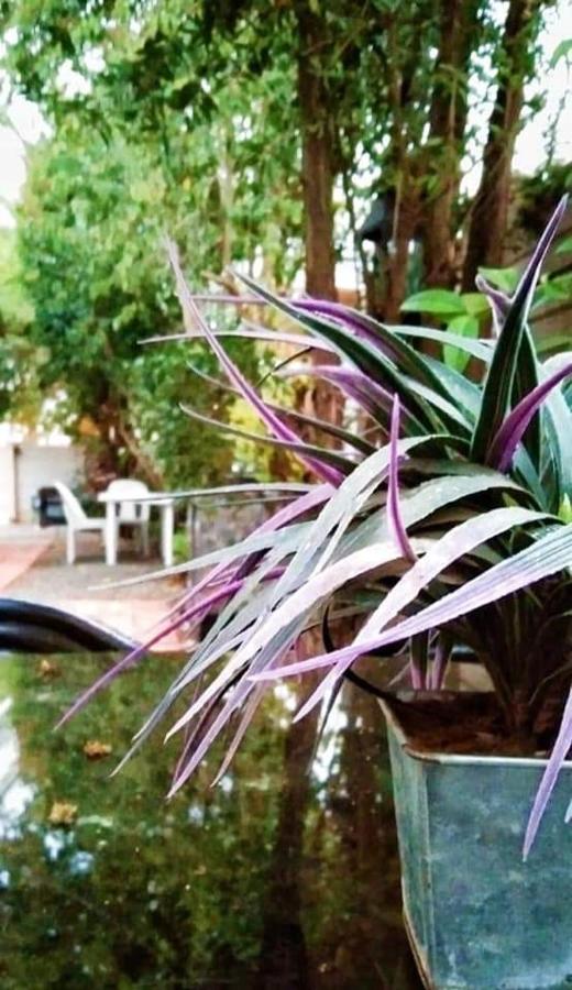 Aandrus Guesthouse ブルームフォンテーン エクステリア 写真